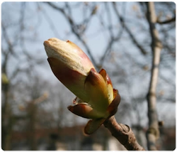 Flor de bach chesnut Bud